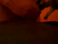 Guy fucking an animal xxx ass